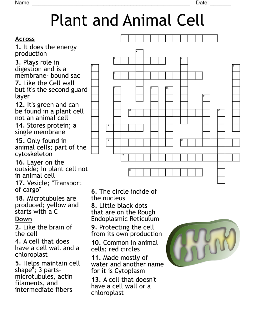 7th Grade Cells Crossword WordMint