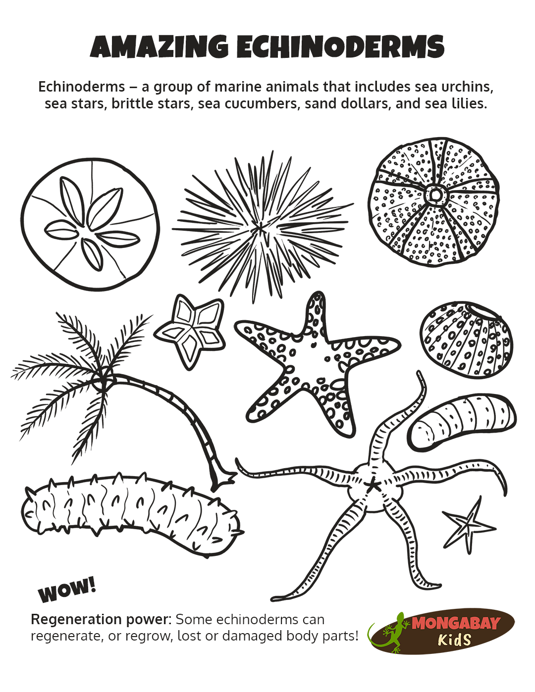 Biodiversity Echinoderms Overview Notes And Crossword Puzzle Worksheets Library