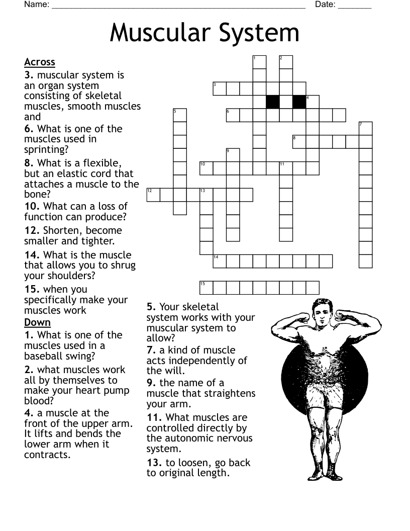 Body System Review Crossword WordMint