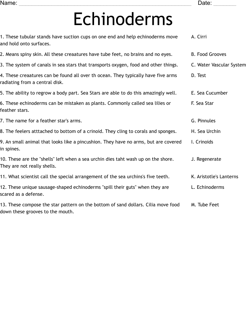 Echinoderms Worksheet WordMint