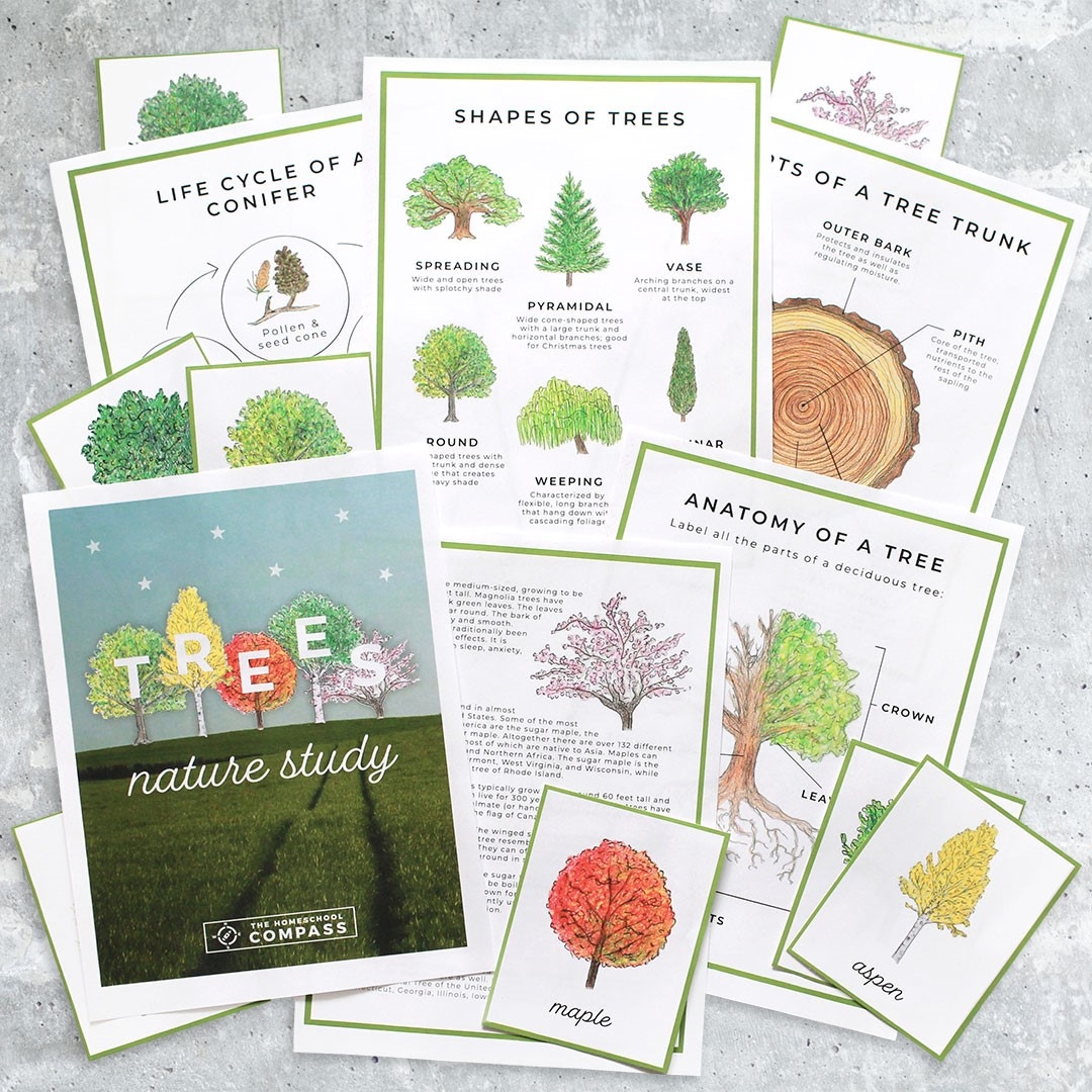 Free Tree Nature Study Printables Homeschool Compass Free Tree Nature Study Printables Homeschool Compass