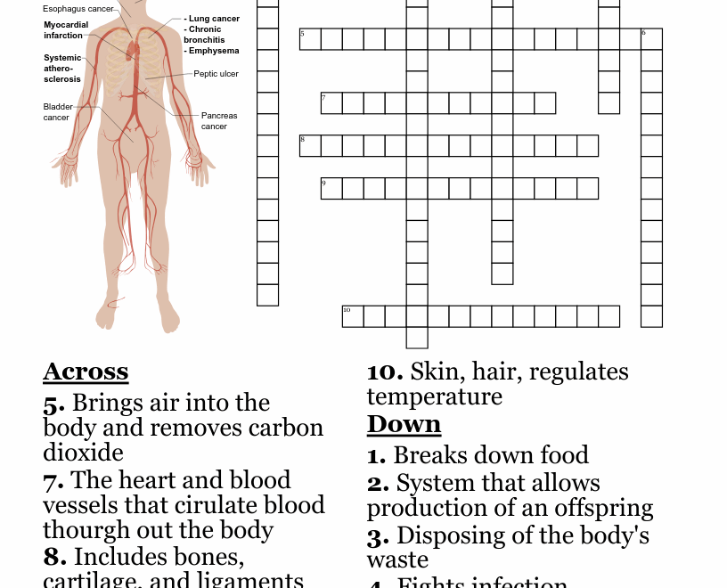 Human Body System Crossword WordMint