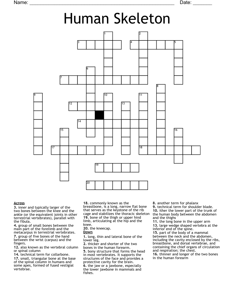 Human Skeleton Crossword WordMint