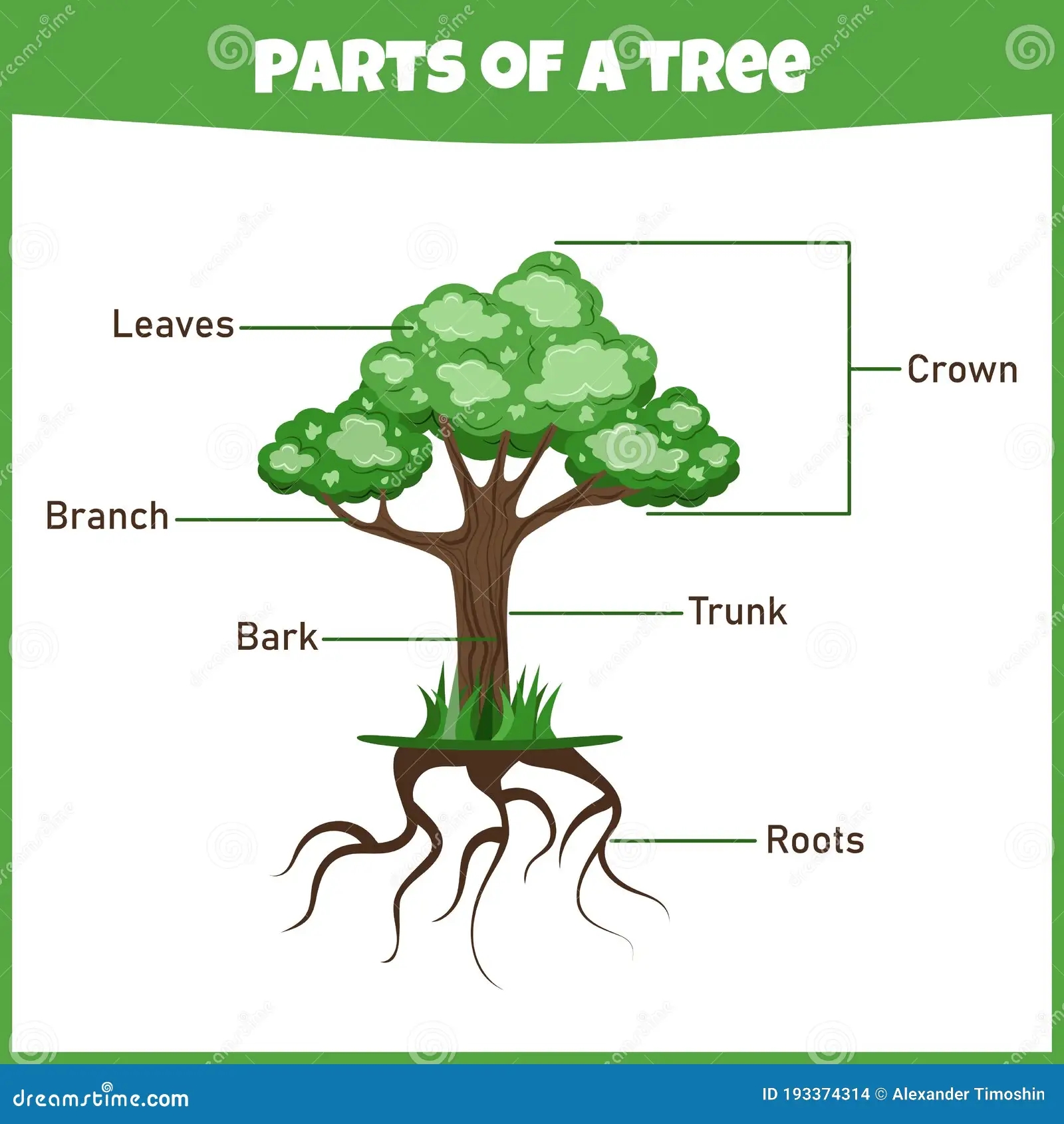 Free Crossword Parts Of A Tree Printable Free Crossword Parts Of A Tree Printable