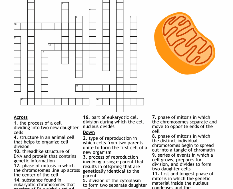 Mitosis Crossword Puzzle WordMint