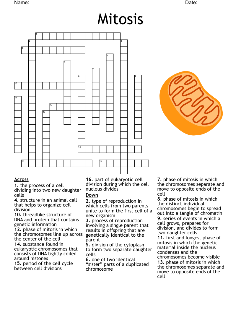 Mitosis Crossword Puzzle WordMint