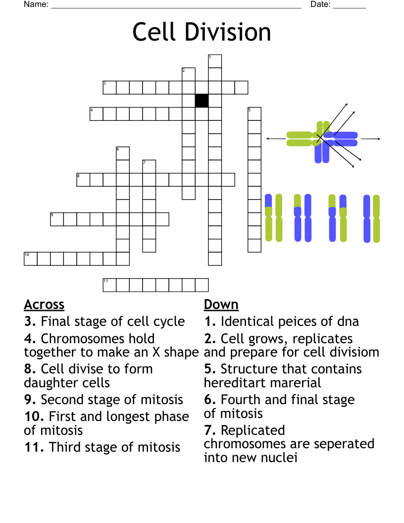 Printable Mitosis Crossword