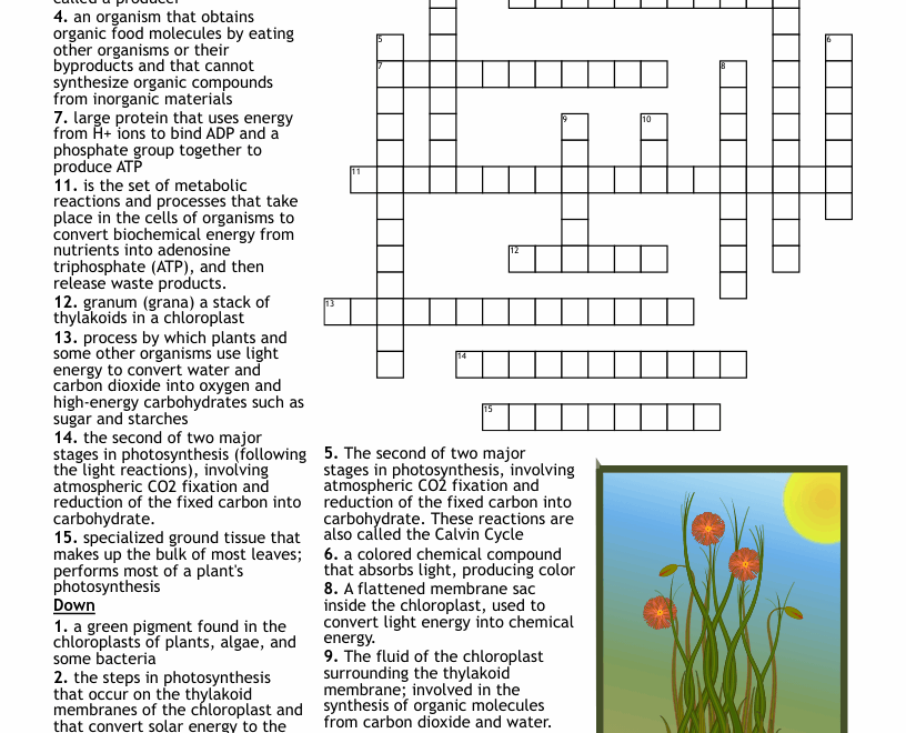 Photosynthesis Crossword WordMint