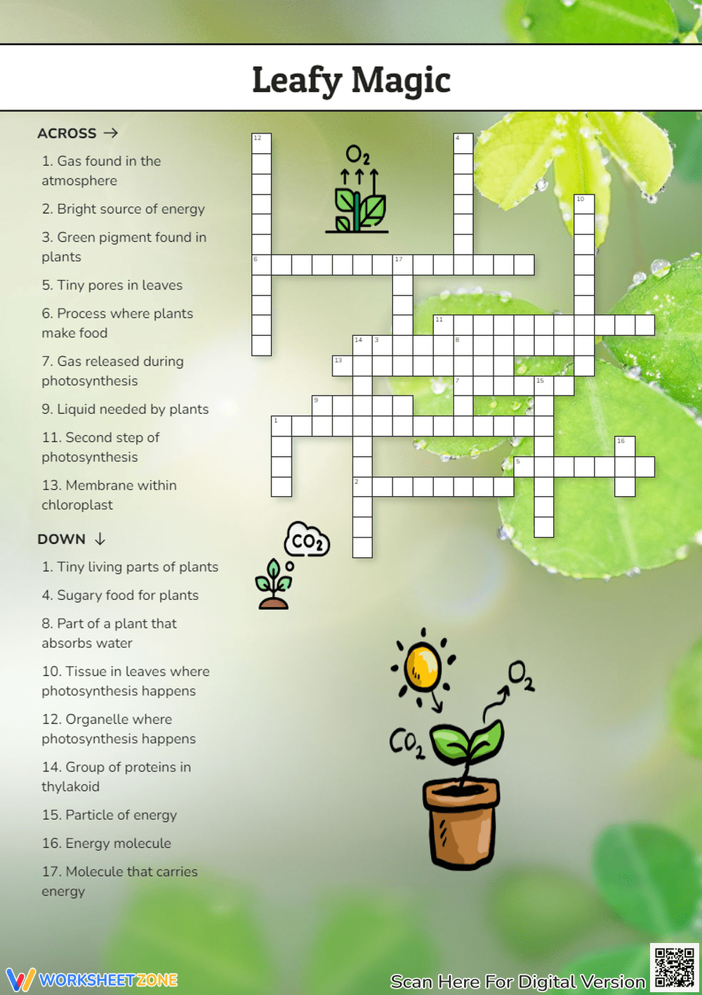Photosynthesis Worksheets