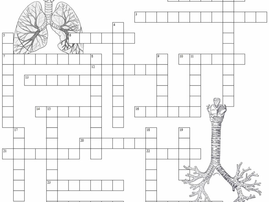 Respiratory System Crossword Puzzle