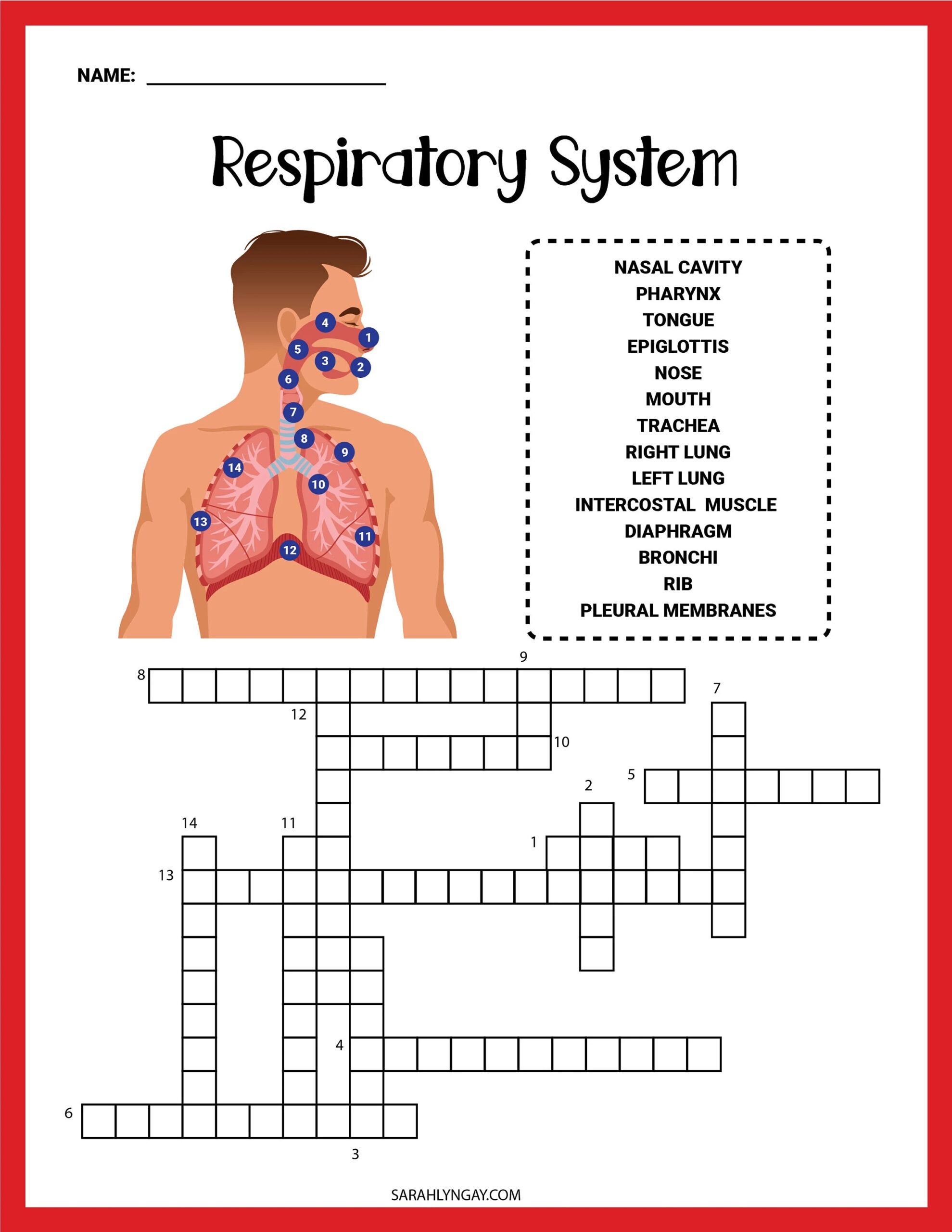 Respiratory System Respiratory Function Instant Download Kid s Worksheets Digital Download Etsy
