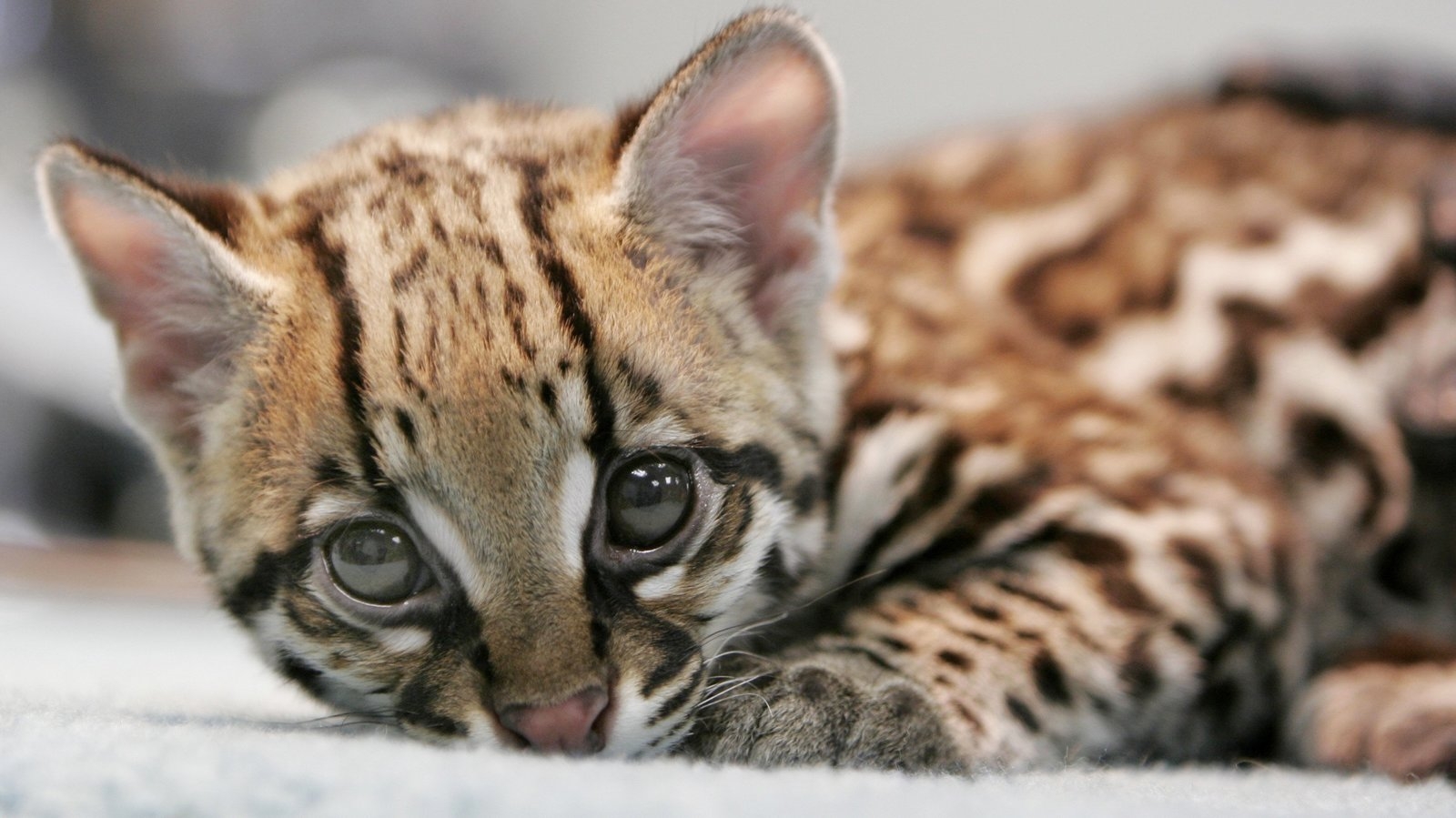 See 68 Across The New York Times