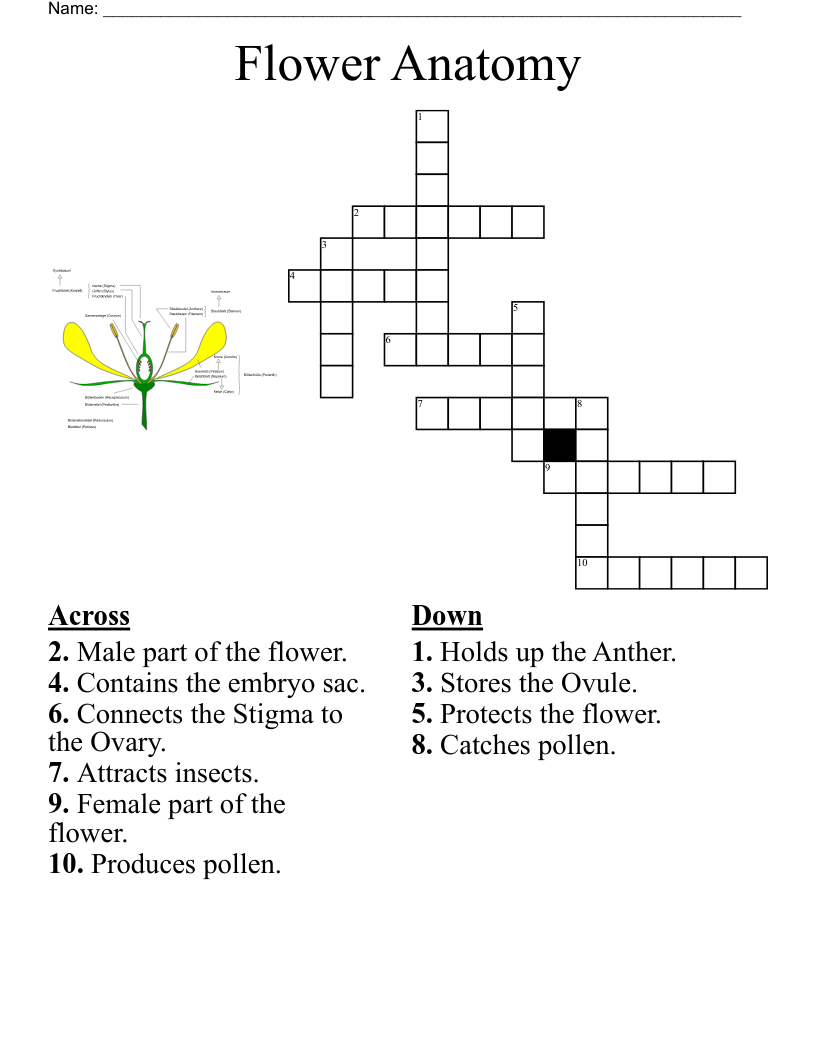 Spring Flowers Crossword WordMint