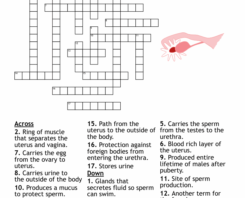 Reproductive System Crossword WordMint